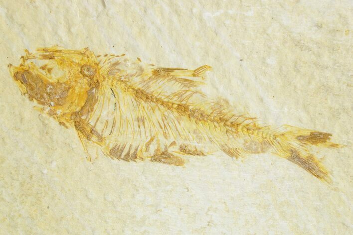 Bargain, Fossil Fish (Diplomystus) - Wyoming #363800